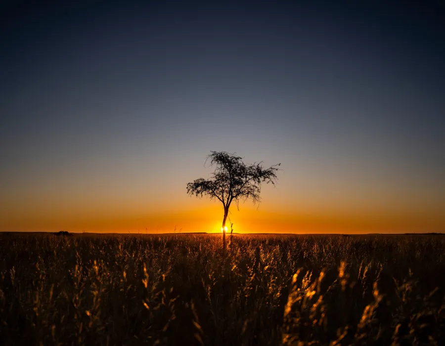 Lone tree standing infront of colourful sky