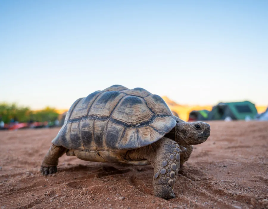 Tortoise walking on sand