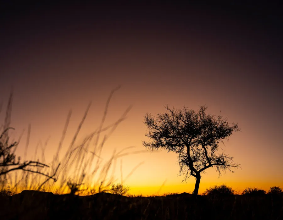Silhouette of tree and colourful sky behind