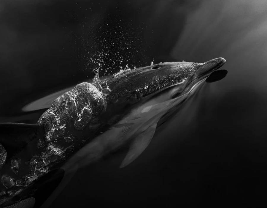 Dolphin swimming through water