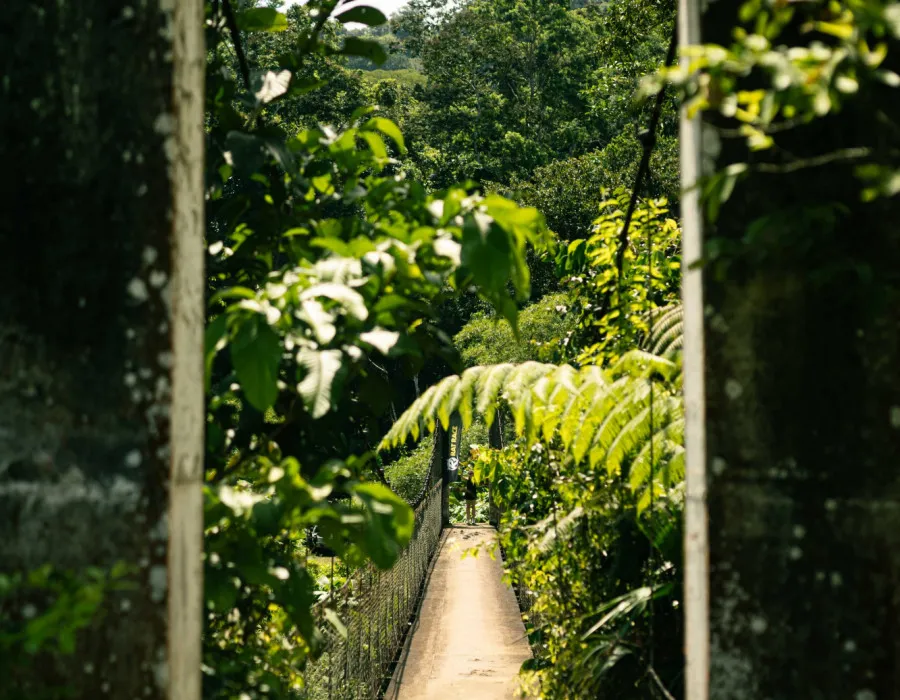 Panama C2C_20