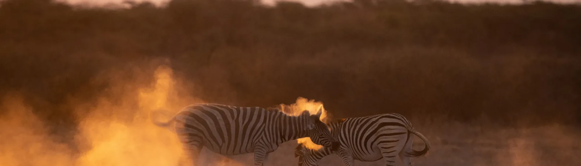 Zebra stood on sandy terrain and surrounded by golden lighting
