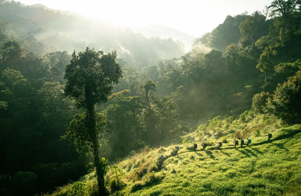 Jungle