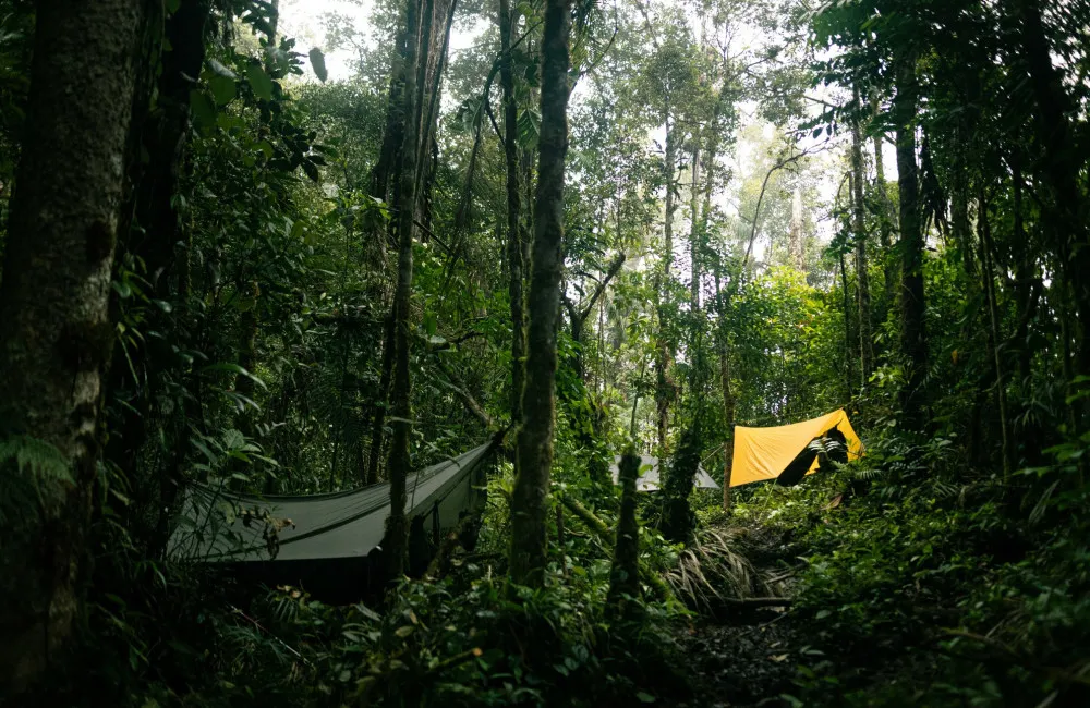Jungle5