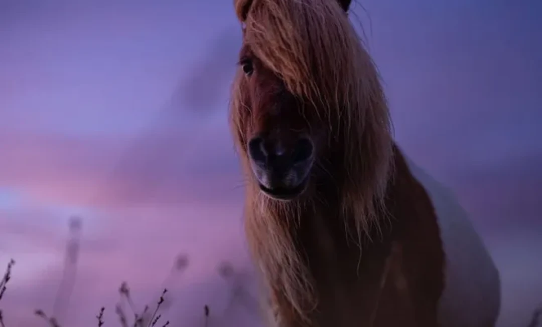 Wild pony stood in field and colourful sky in background
