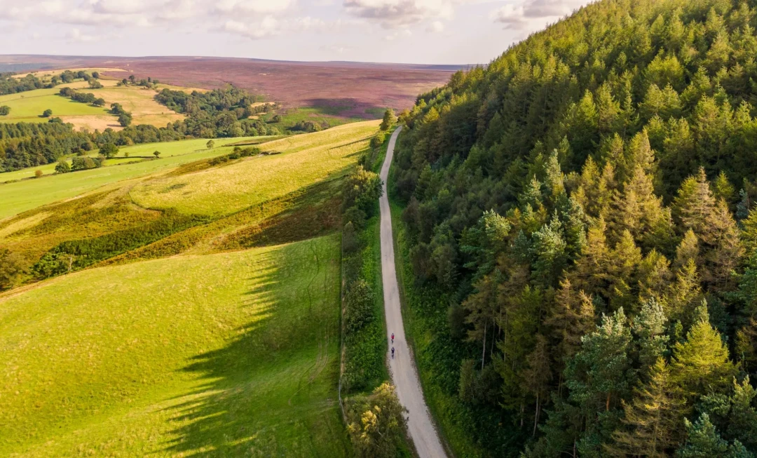 Road running next to forest and fields