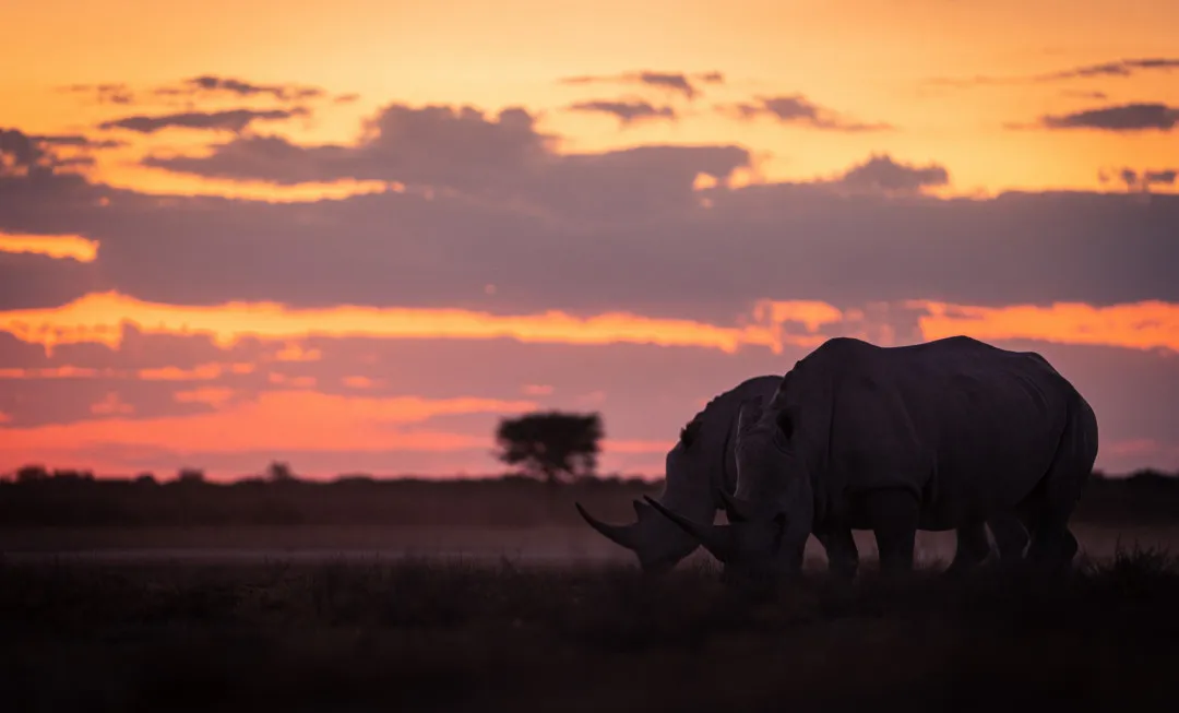 Two rhinos standing beneath colourful sunset