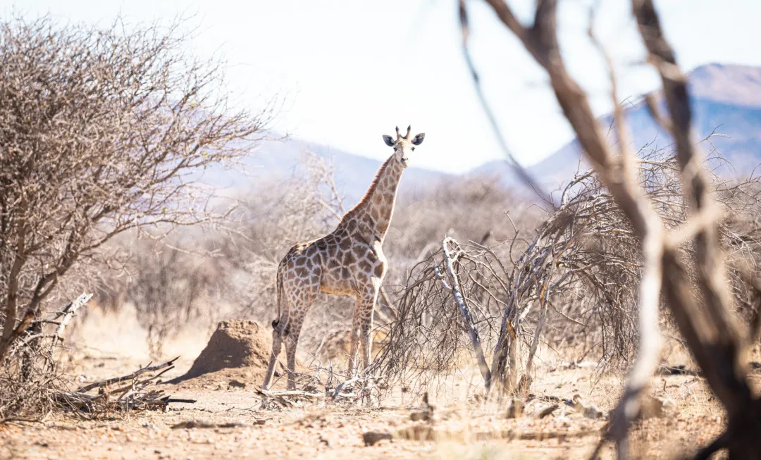 Giraffe standing in dry desert with bare trees