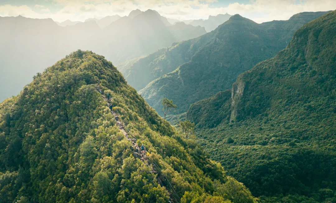 Rocky mountains covered in trees