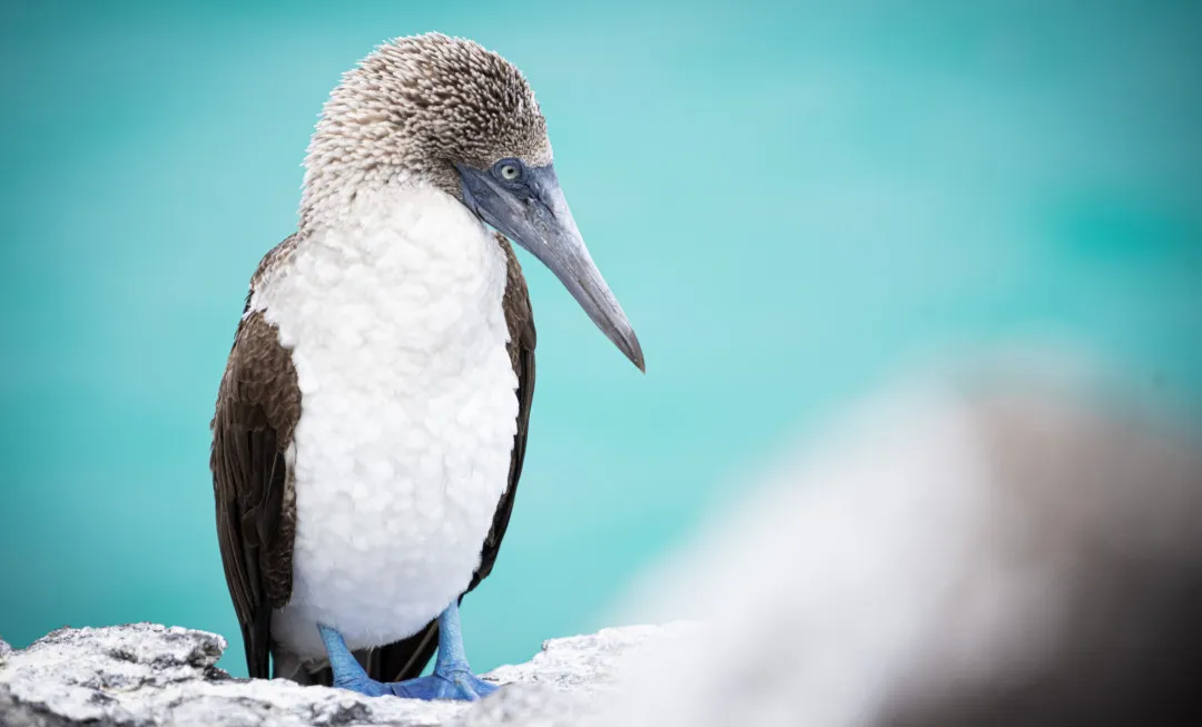 Blue-footed booby with white and brown feathers stands on a rocky shoreline