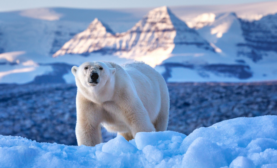 Polar bear stood on snow with blue, icy water behind