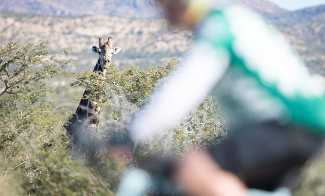Cyclist riding past giraffe