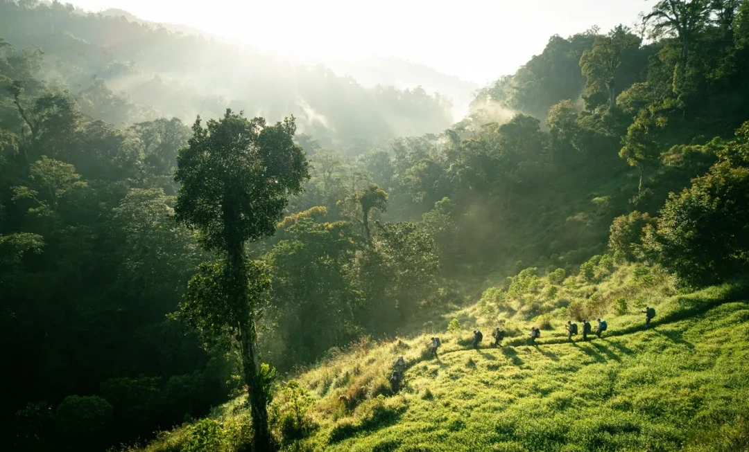 Participants trekking over grassland in sunlit jungle