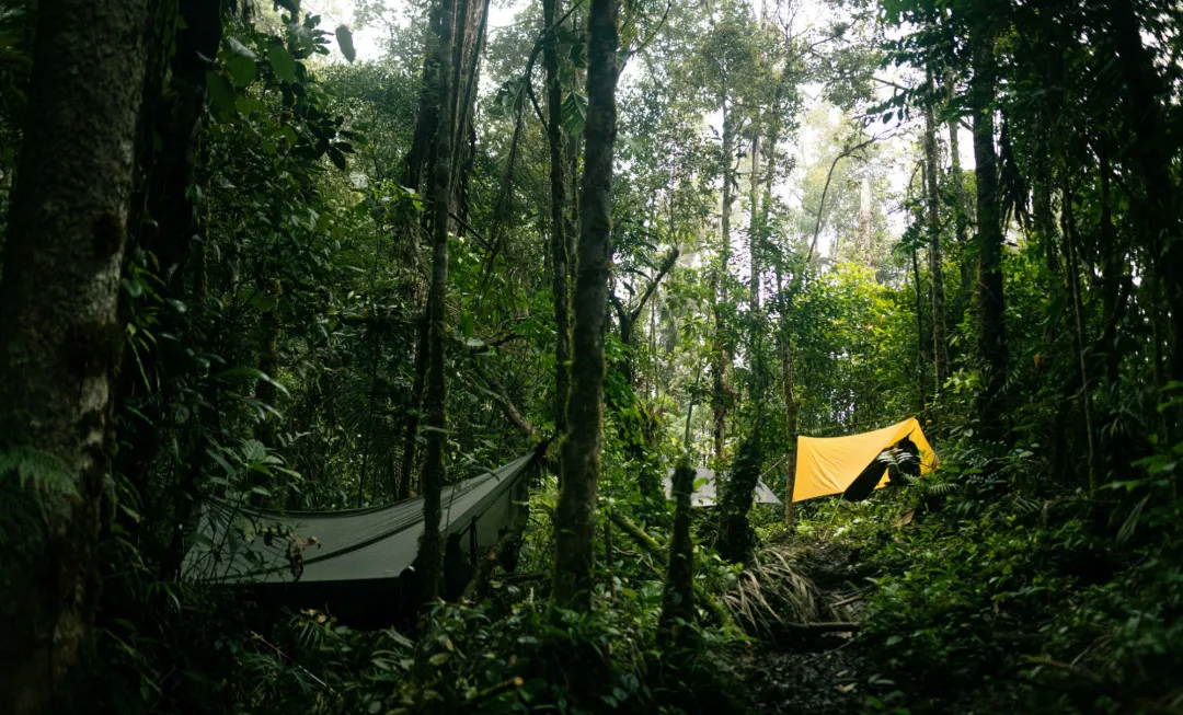 Jungle5