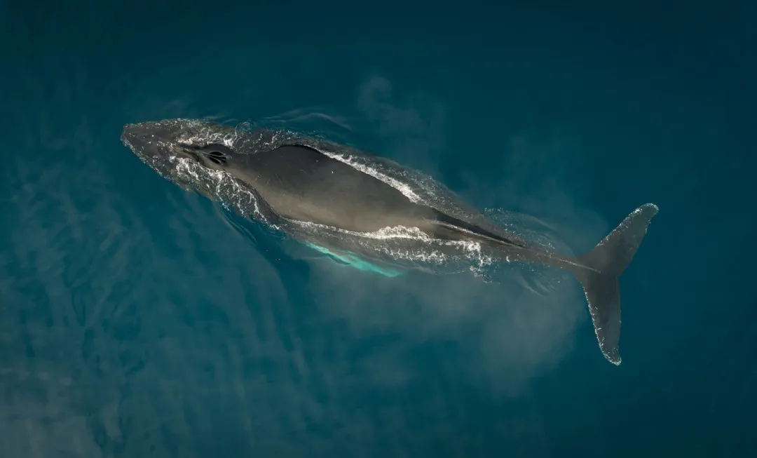 Antarctica Adventure _25