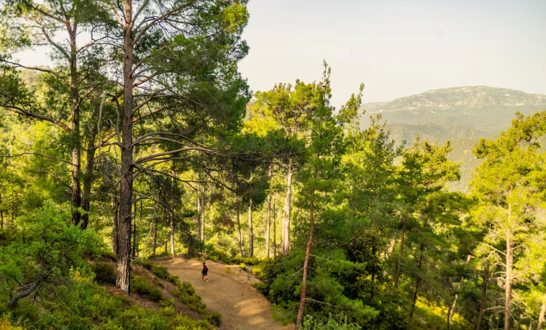 Person walking through a forest with rolling hills in the background