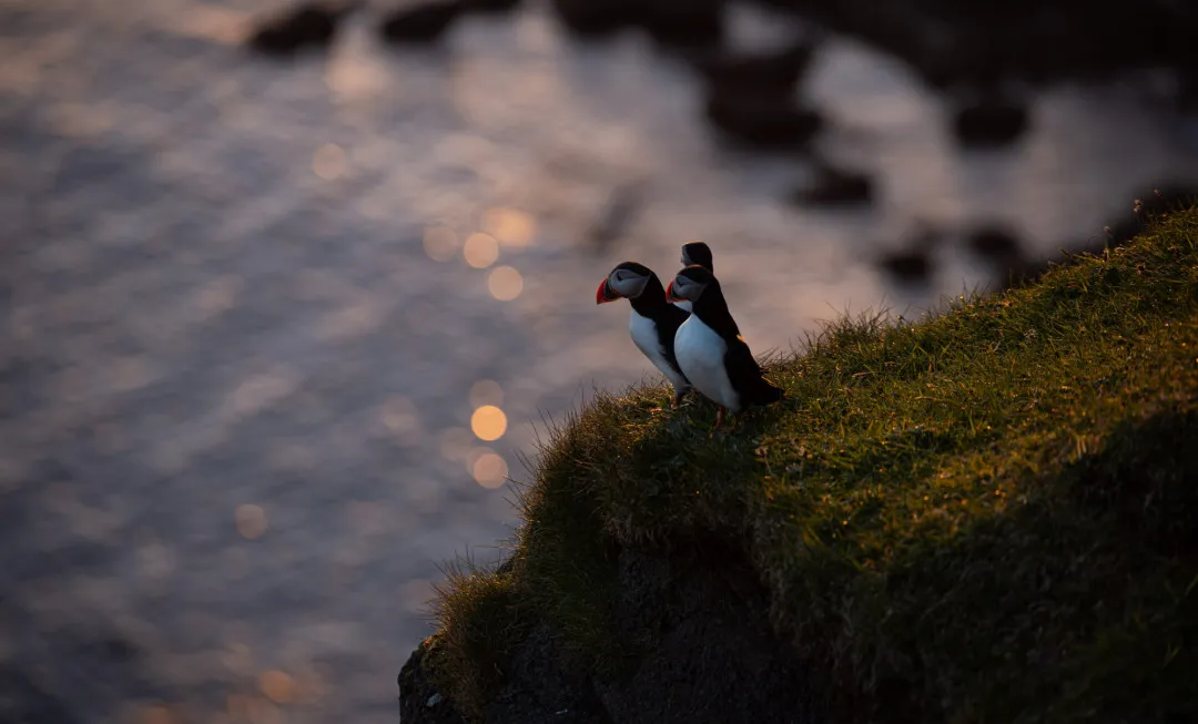 Puffins sat on grass with water behind