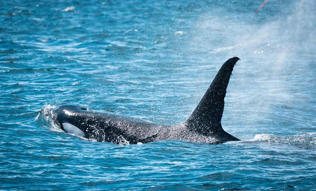 Orca swimming through clear, bright water
