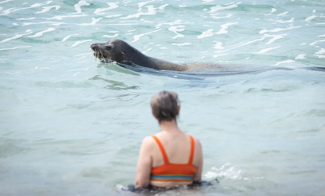 Woman sat in clear water, watching seal swim past