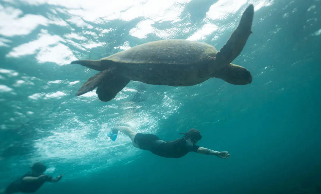 Participant swimming next to turtle in clear sea