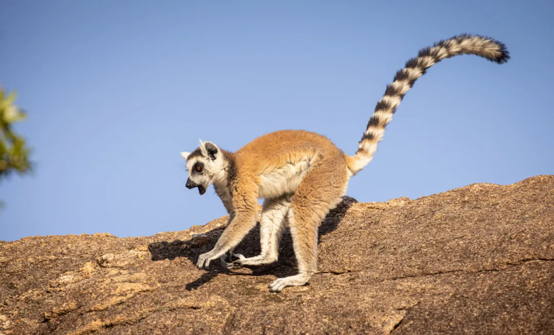 Lemur climbing on rock with blue sky in the background