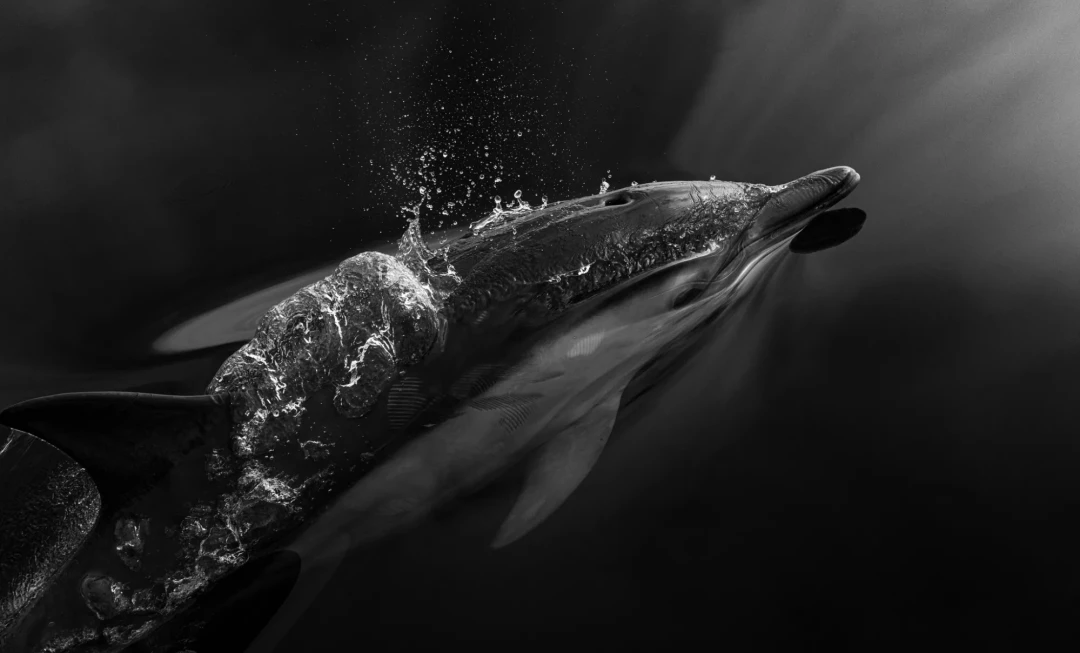 Dolphin swimming through water