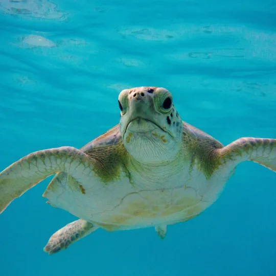 Turtle swimming through clear water