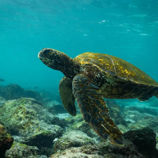 Turtle swimming through clear water