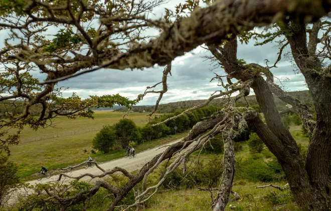 Cyclists riding on a road past grass and trees