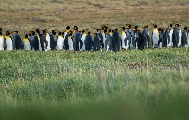 A waddle of penguins stood on grass
