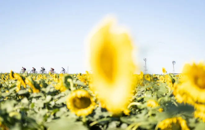 Cyclists riding past colourful field