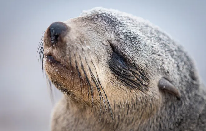 Close up of seal with its eyes closed