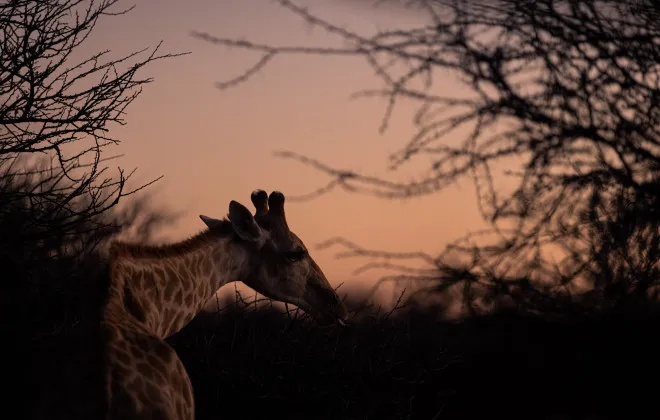 Giraffe standing with branches and pink sky behind