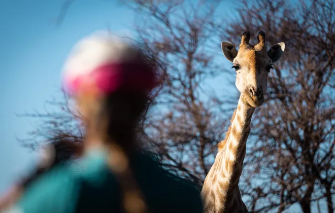 Woman looking up at giraffe