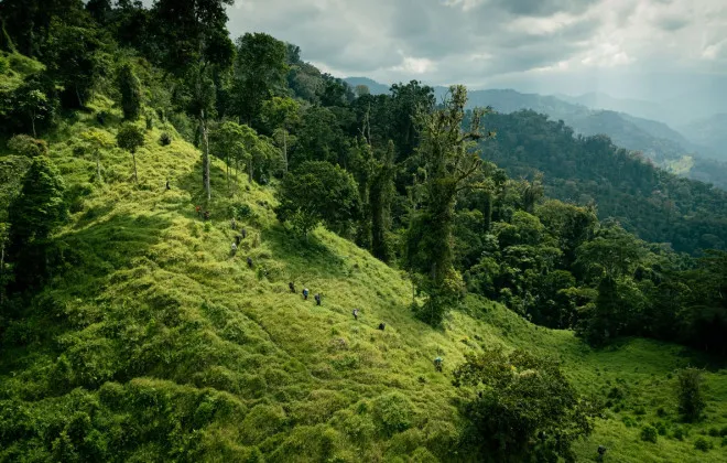 Jungle_3