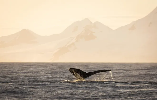 Antarctica Adventure _35