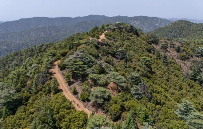 Rocky road, weaving through trees