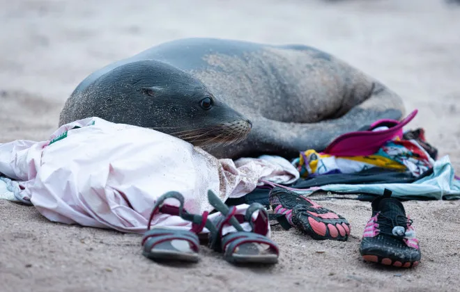 Seal lying on participant's clothing