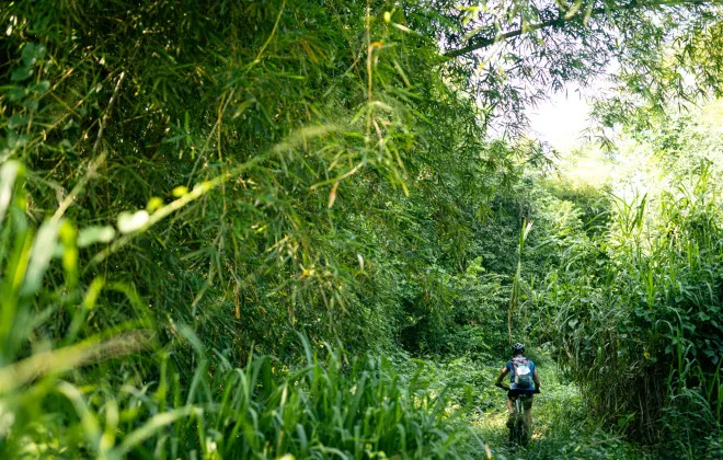 Participant cycling through grassy forest