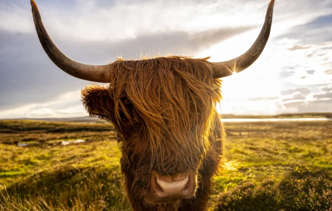 Highland cow stood in field with sunny sky above