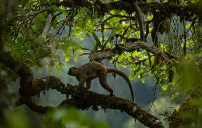 Two monkeys in leafy trees