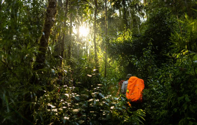 Participants trekking through tropical jungle