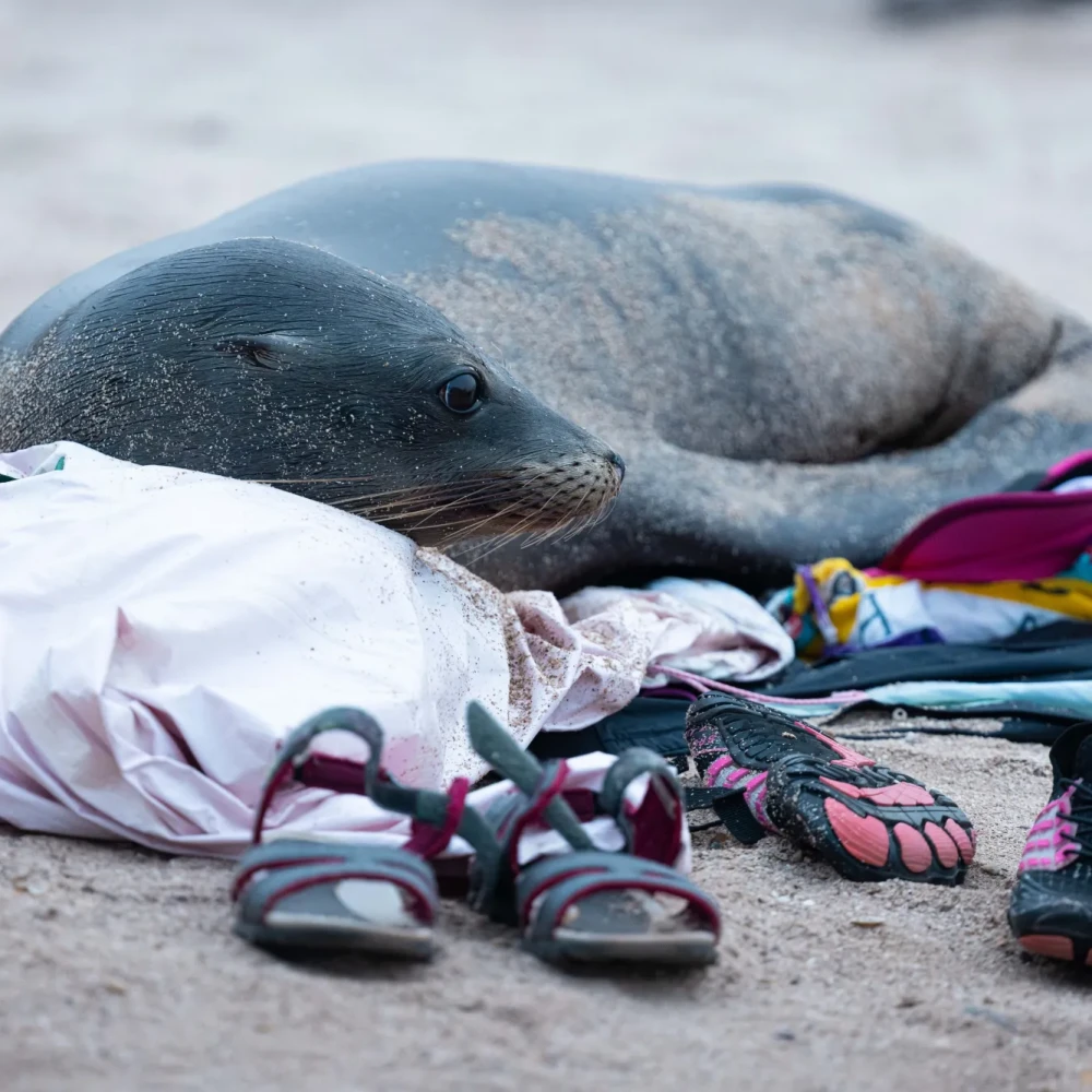 Seal lying on participant's clothing