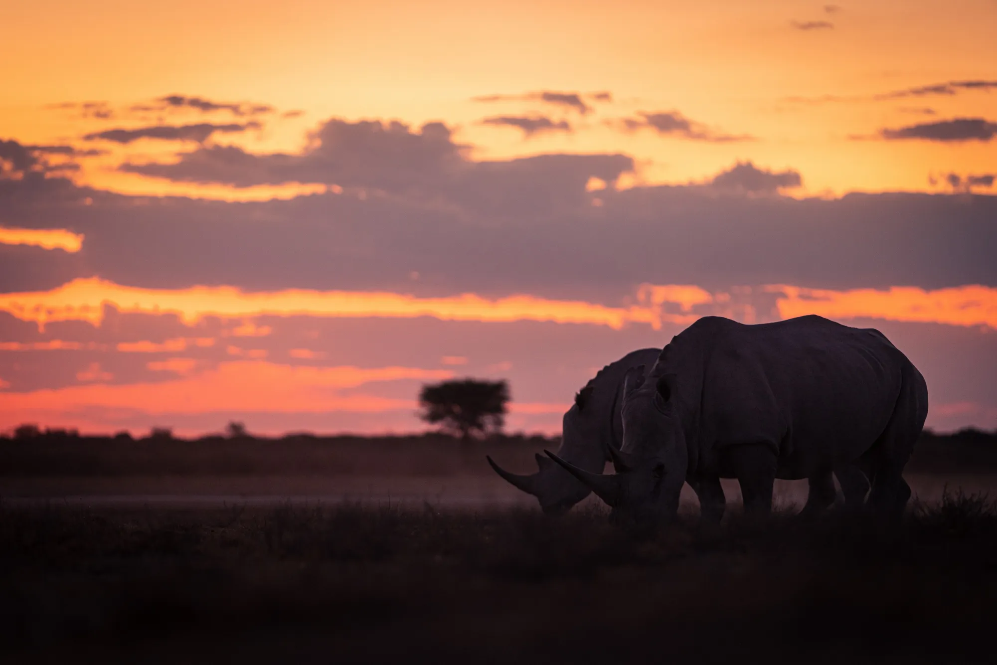 Two rhinos standing beneath colourful sunset
